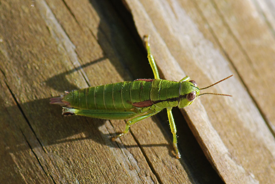 Odontopodisma schmidti